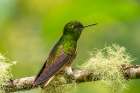 Ecuador-Guango. Buff-tailed coronet hummingbird close-up. Art Print